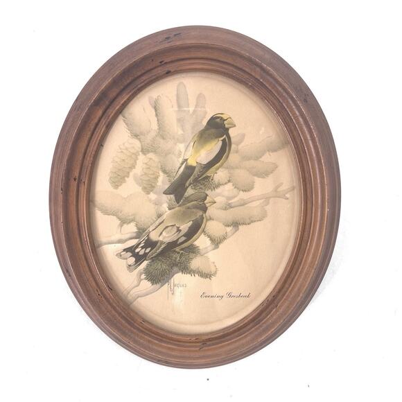 Francis Lee Jaques Birds Evening Grosbeak Print Oval Frame Cottage Decor - Picture 1 of 4